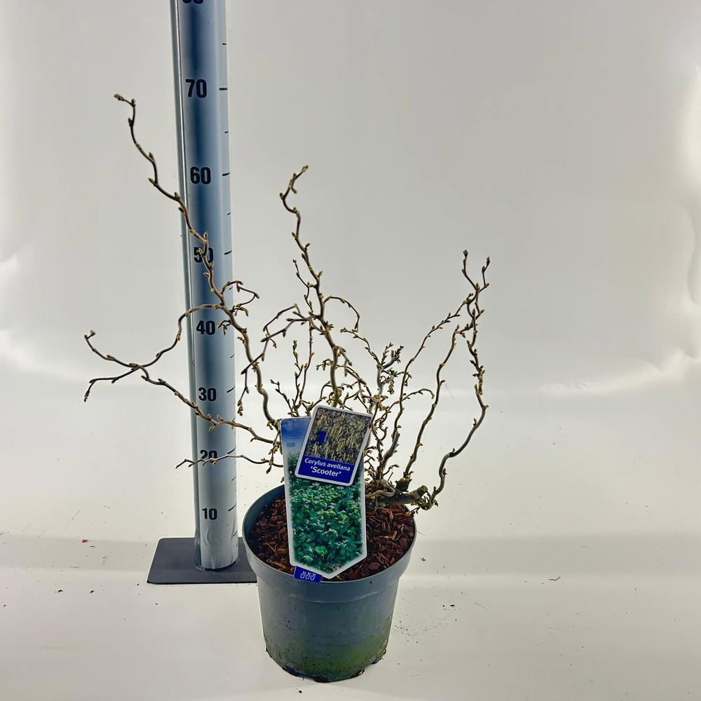 Corylus avellana 'Scooter'.