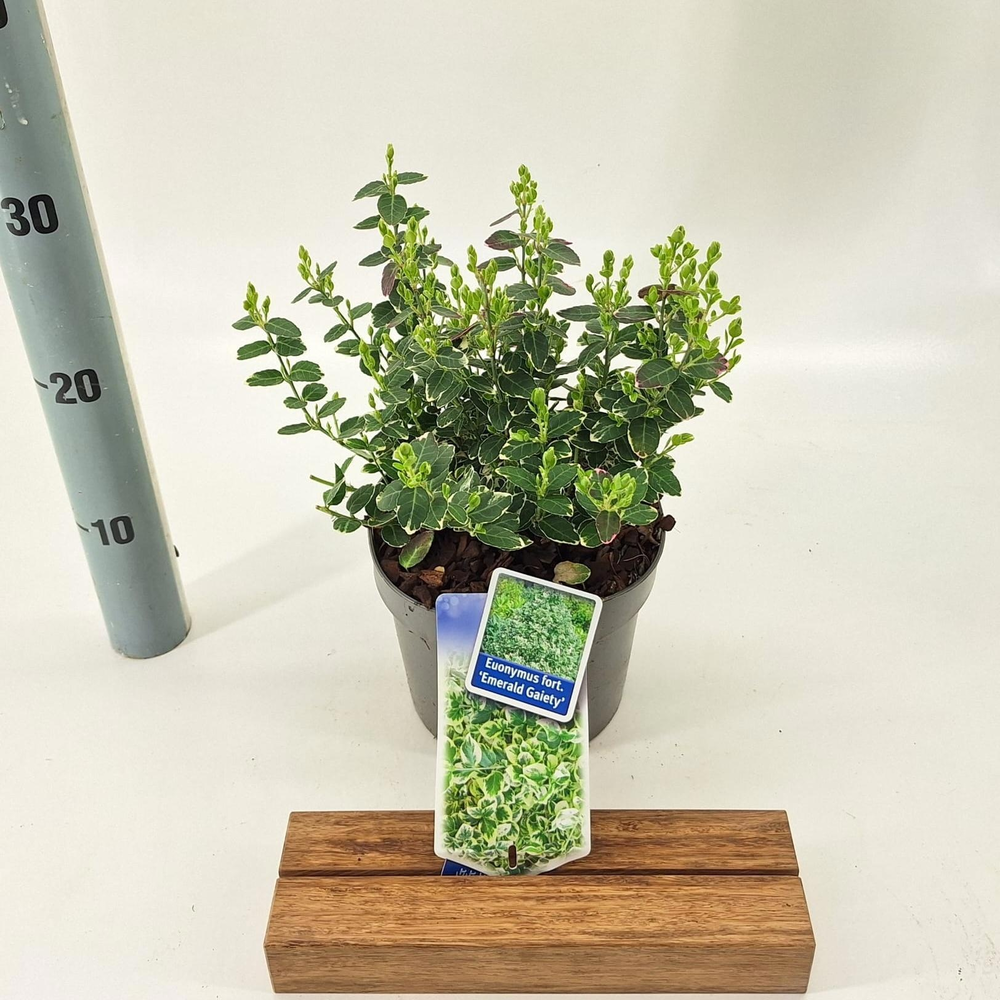 Euonymus fort. 'Emerald Gaiety'.