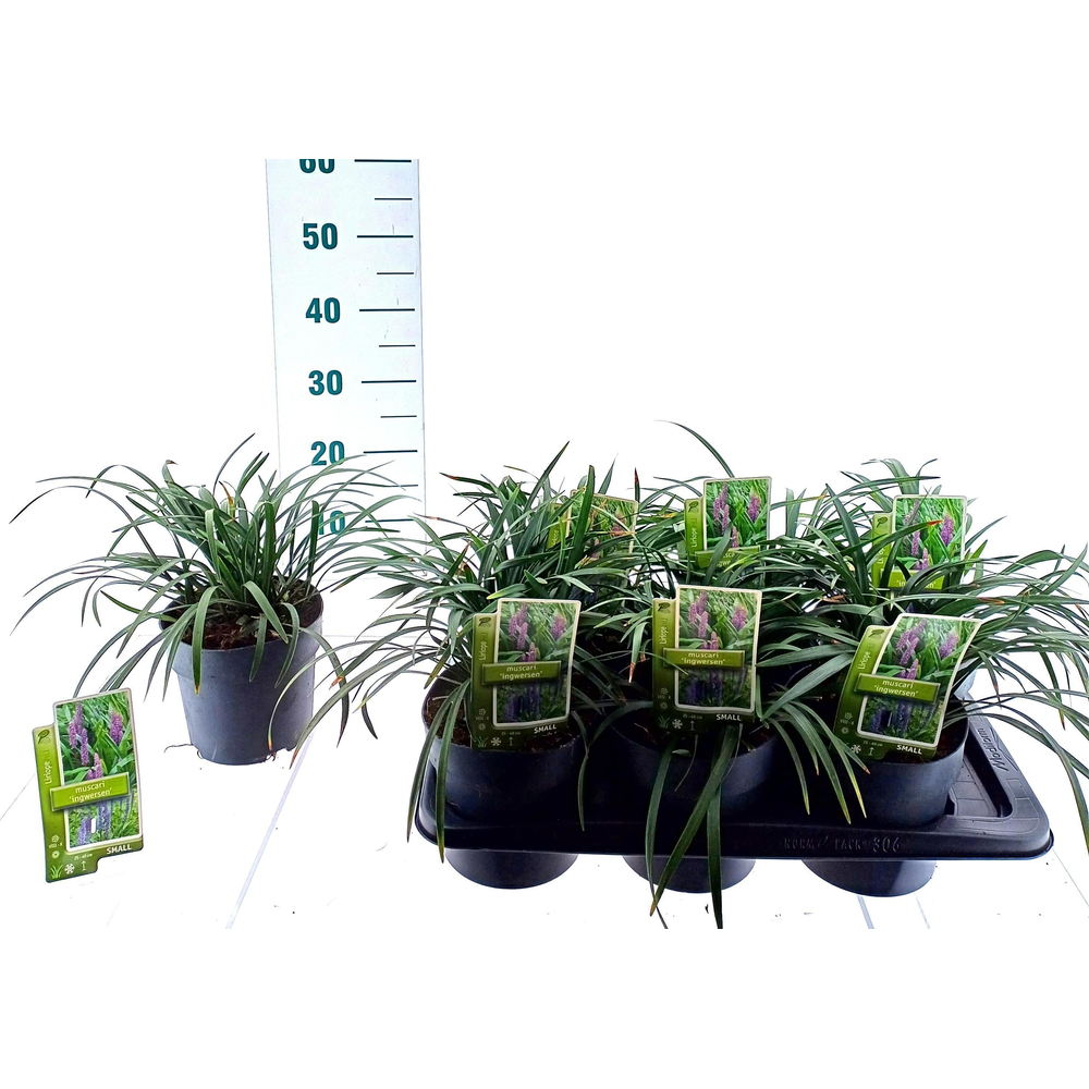 Liriope muscari 'Ingwersen'.
