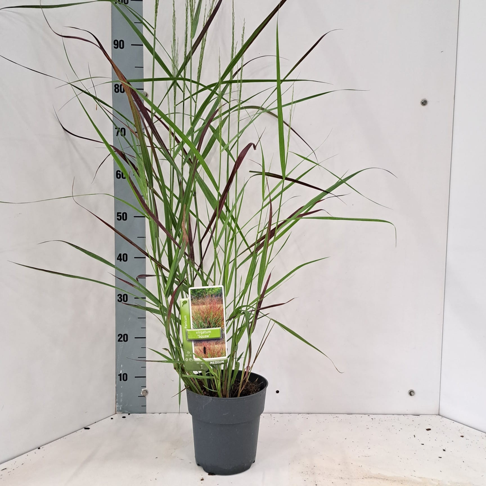 Panicum virgatum 'Squaw'.