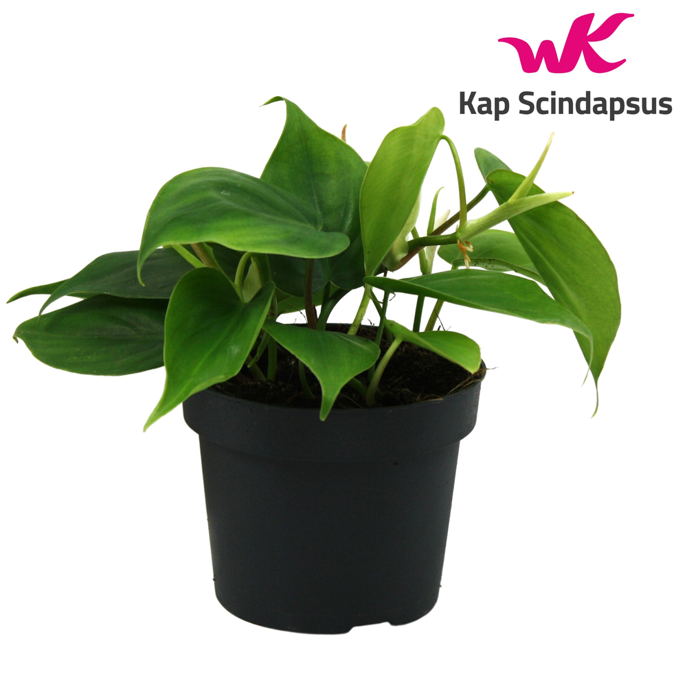 Philondendron Scandens.