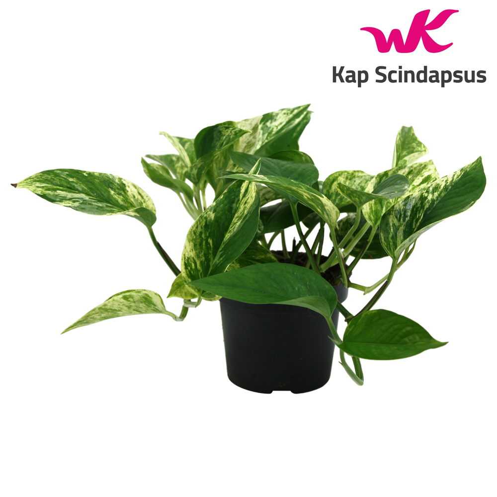 Scindapsus (Epipremnum) Marble Queen.