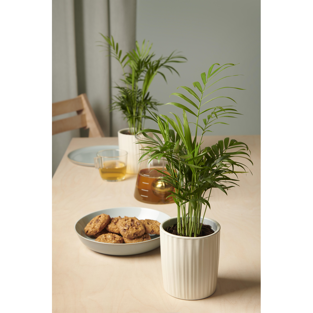 Chamaedorea Elegans p9 30-34cm.