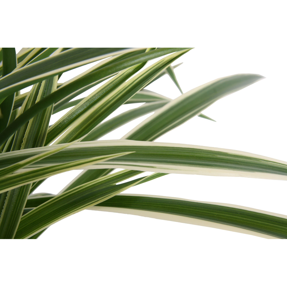 Chlorophytum com. 'Ocean'.