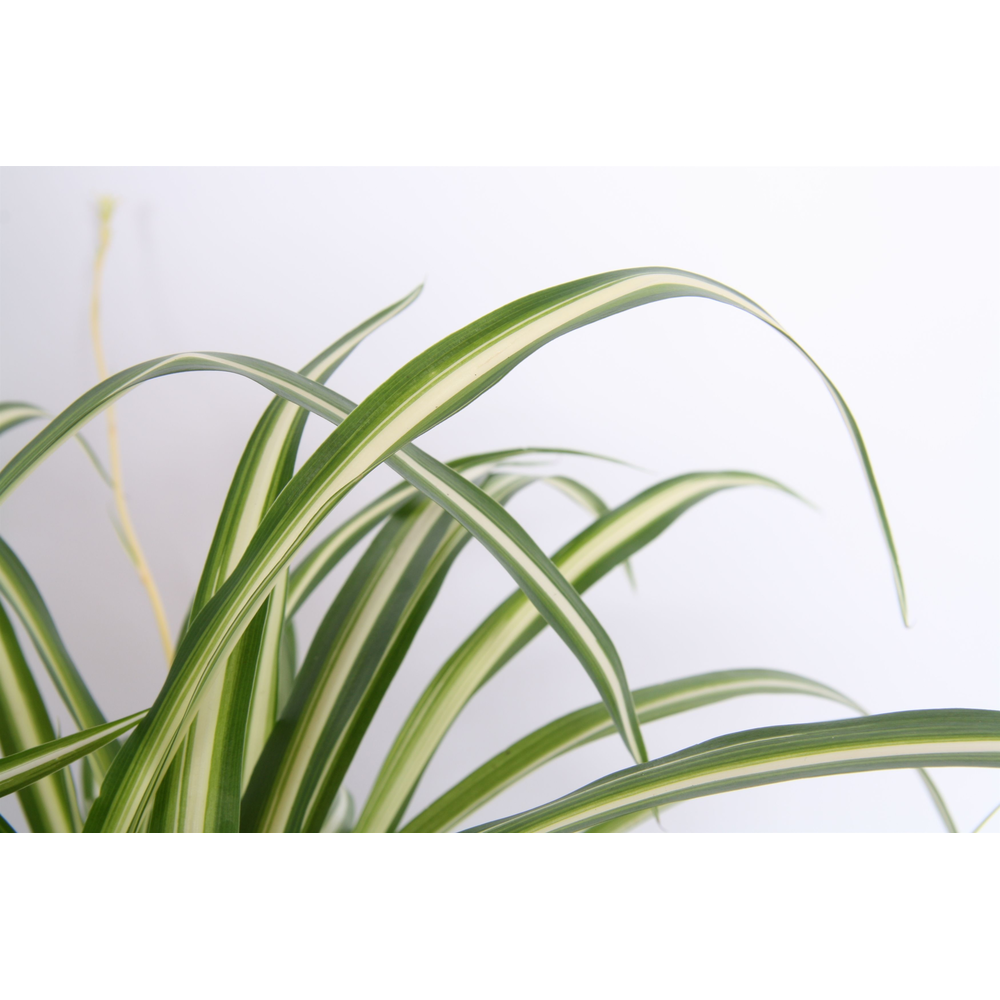 Chlorophytum Comosum Variegatum.