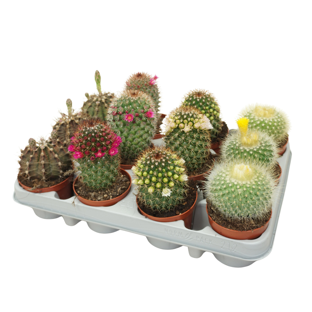 Cactus mix 8,5 cm bloeiend.