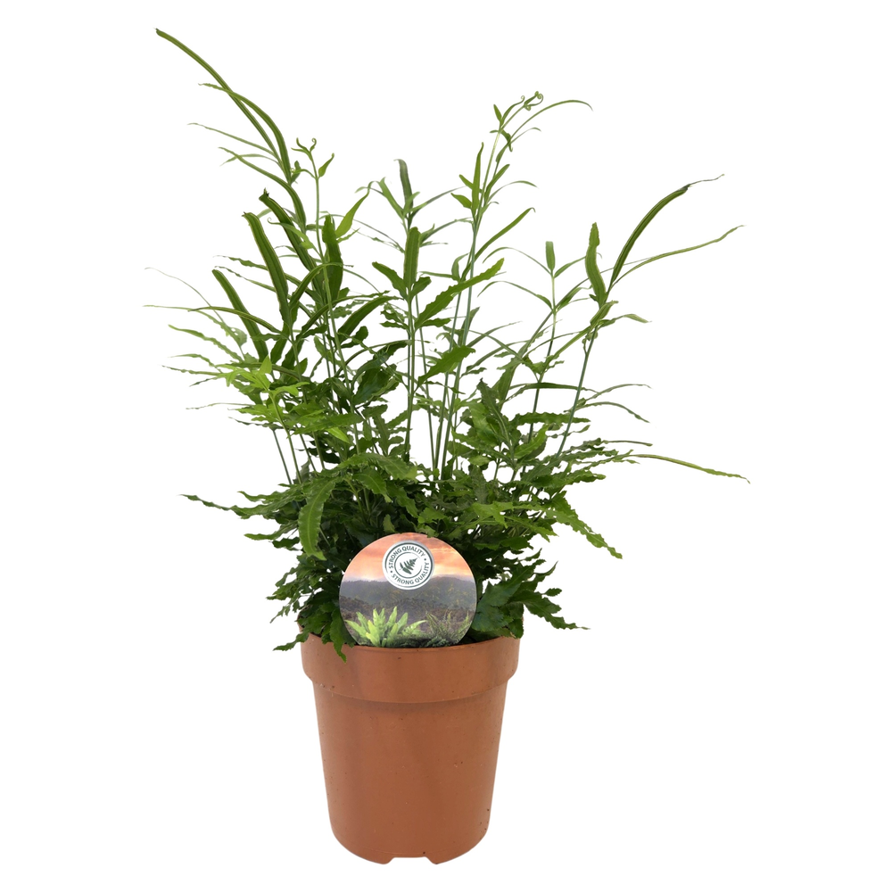 Pteris evergreen.