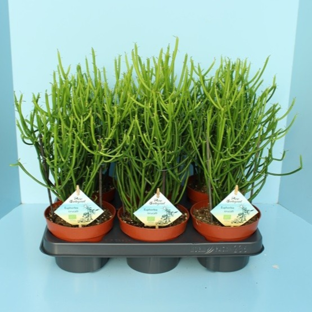 Bio Euphorbia tirucalli 10-TIRU13.