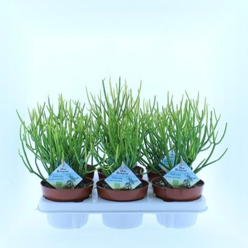 Bio Euphorbia tirucalli stramineus 50-STRAM13.