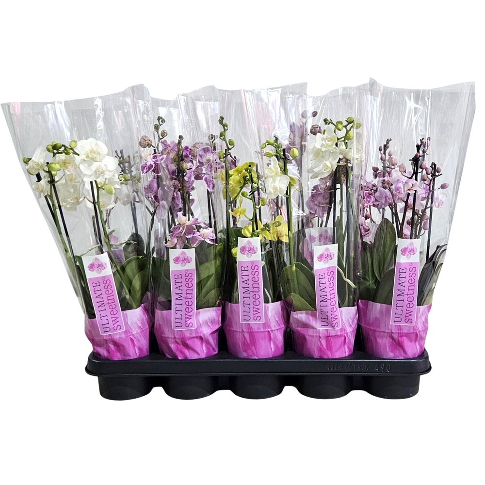 Multiflora 3tk mix Ultimate Sweetness.