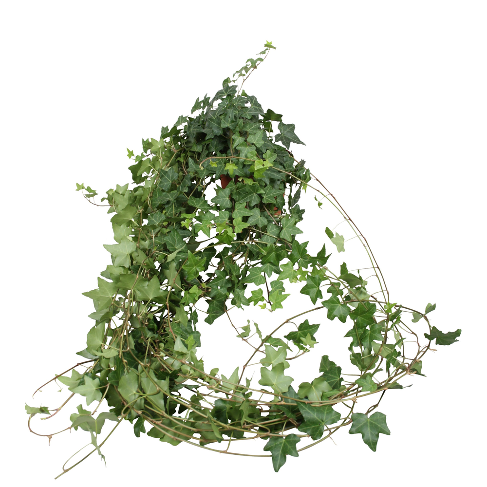 Hedera helix groen lange plant.