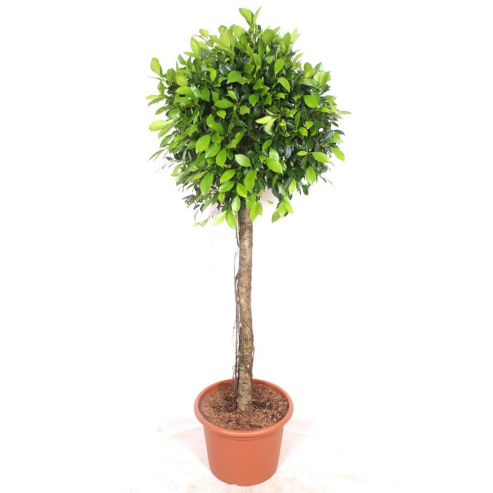 Ficus Nitida.