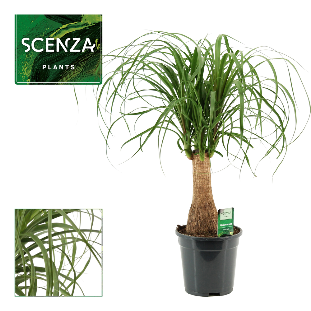 Beaucarnea recht 17 cm.