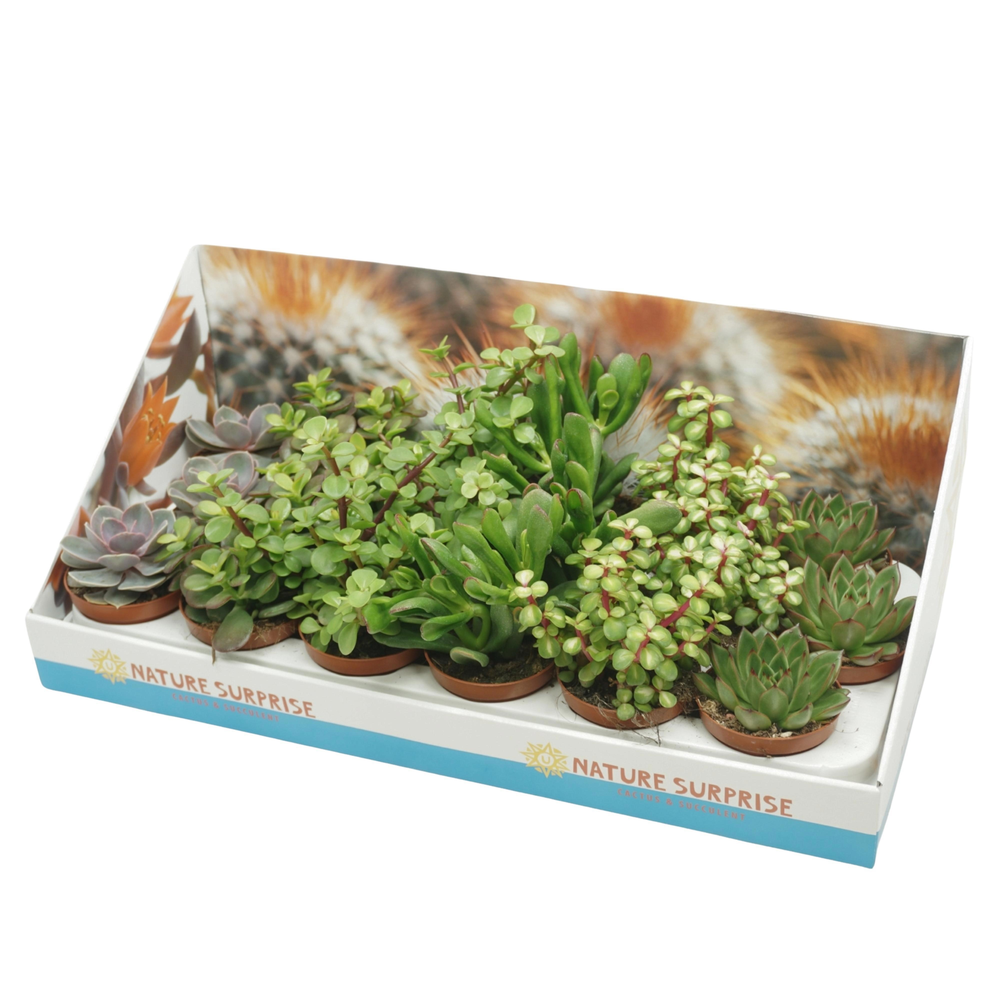 Succulenten mix 8,5 cm in presentatiedoos.