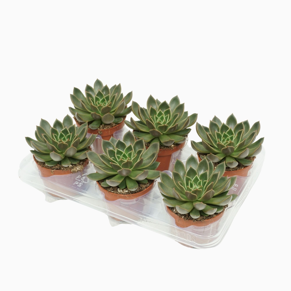 Echeveria mira 10,5 cm.