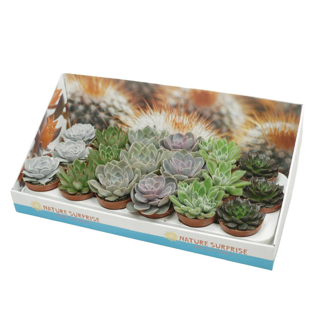 Echeveria mix 8,5 cm in presentatiedoos.
