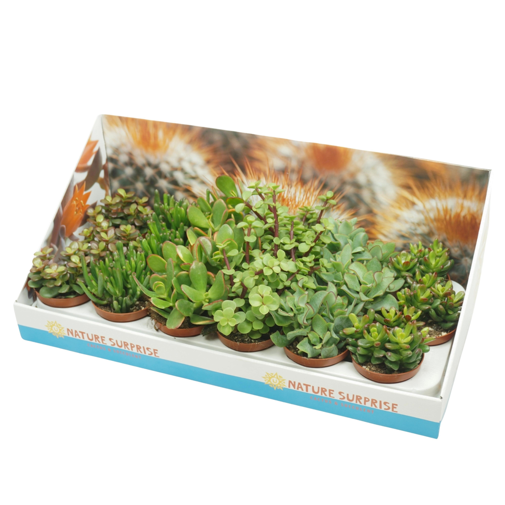 Crassula mix 8,5 cm in presentatiedoos.
