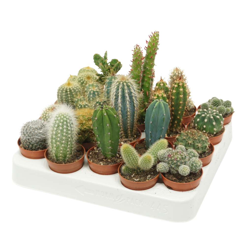 Cactus mix 5,5 cm.