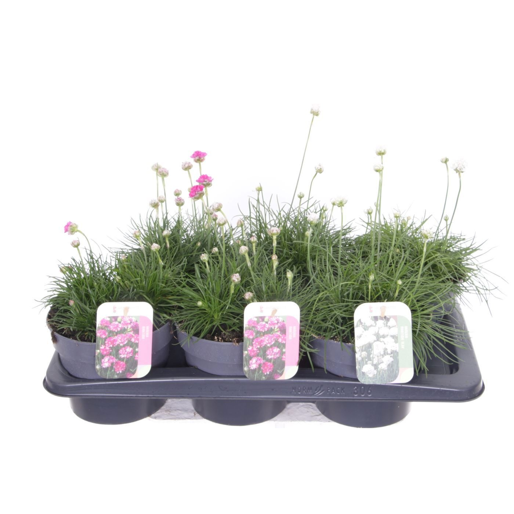 Armeria maritima mix.