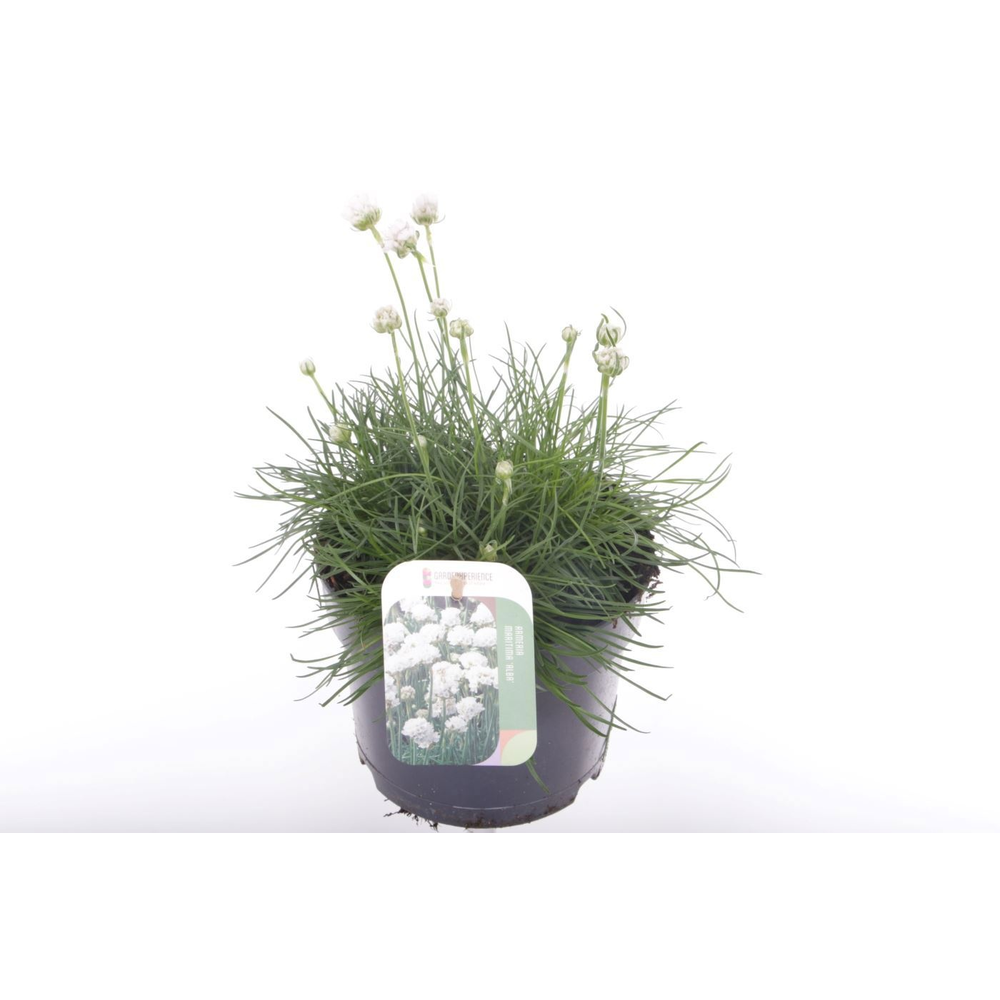 Armeria maritima Alba.