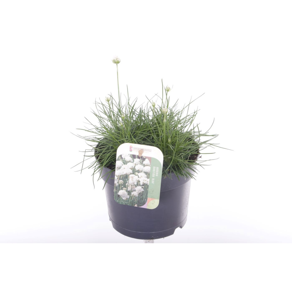 Armeria maritima Alba.