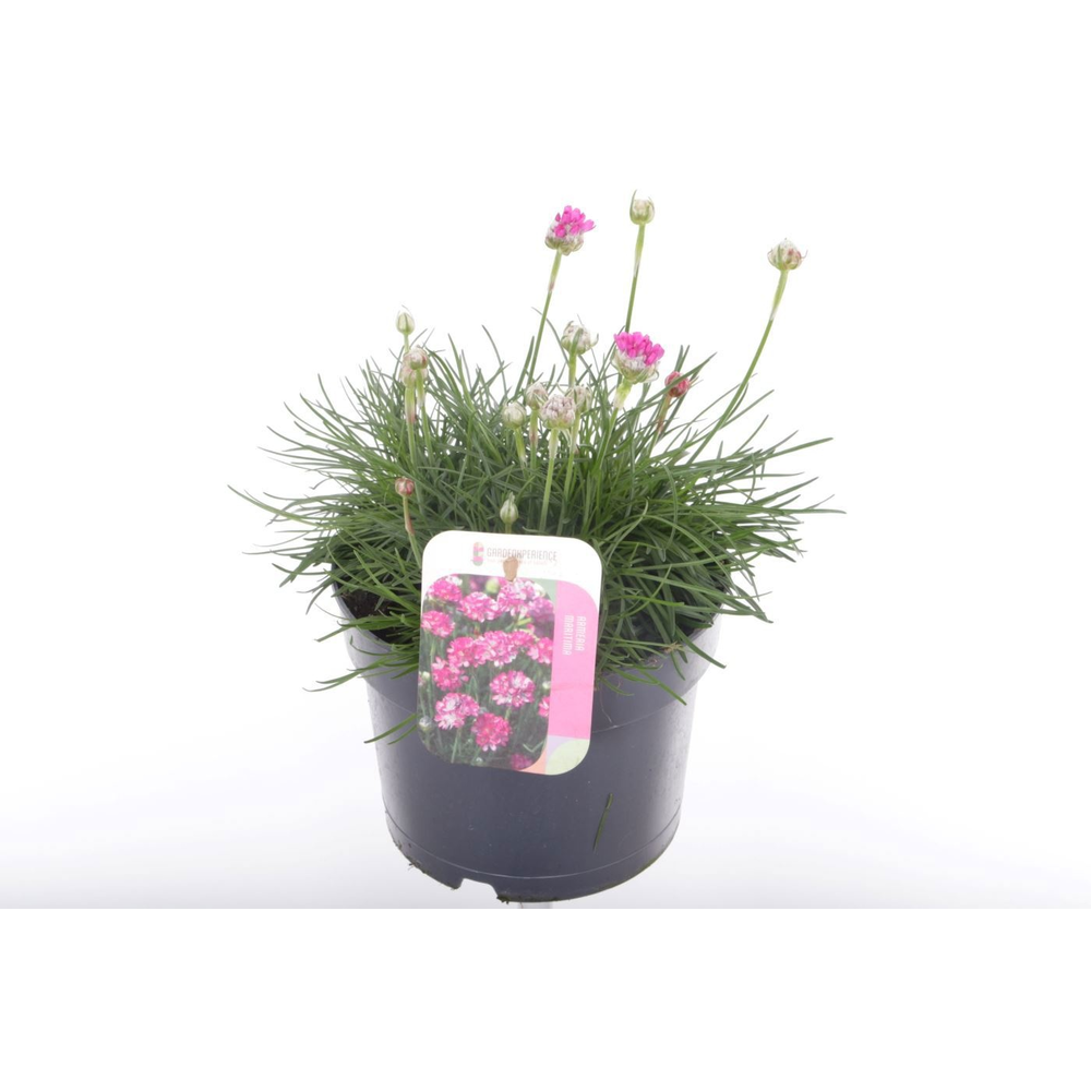 Armeria maritima Splendens.