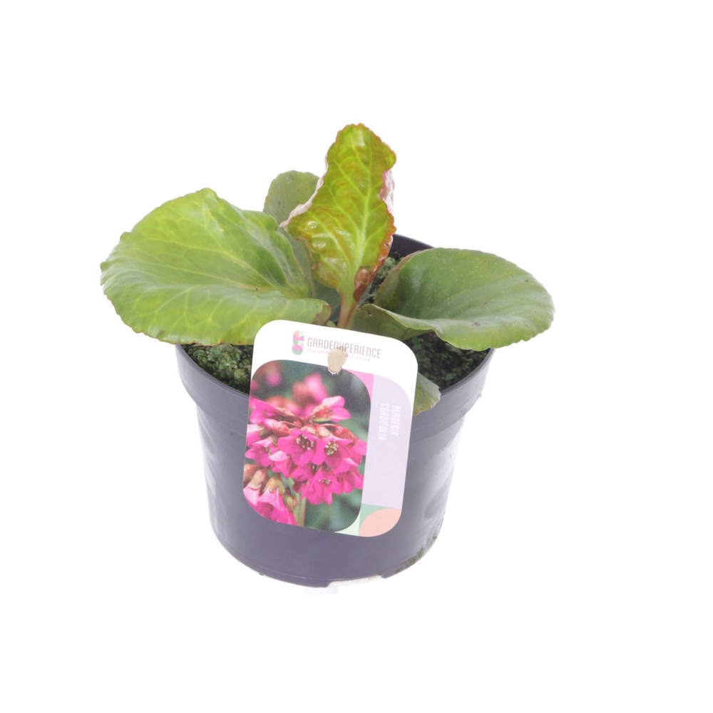 Bergenia shoeshine rose.