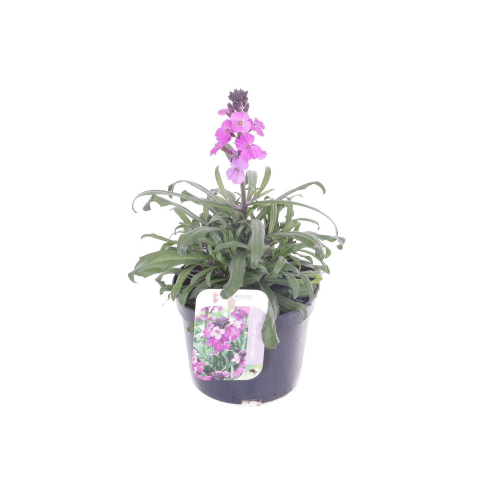 Erysimum lin. Bowles Mauve.