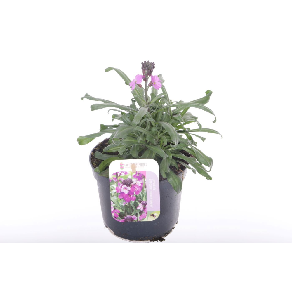 Erysimum lin. Bowles Mauve.