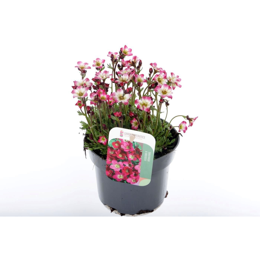 Saxifraga Alpino Early Picotee.