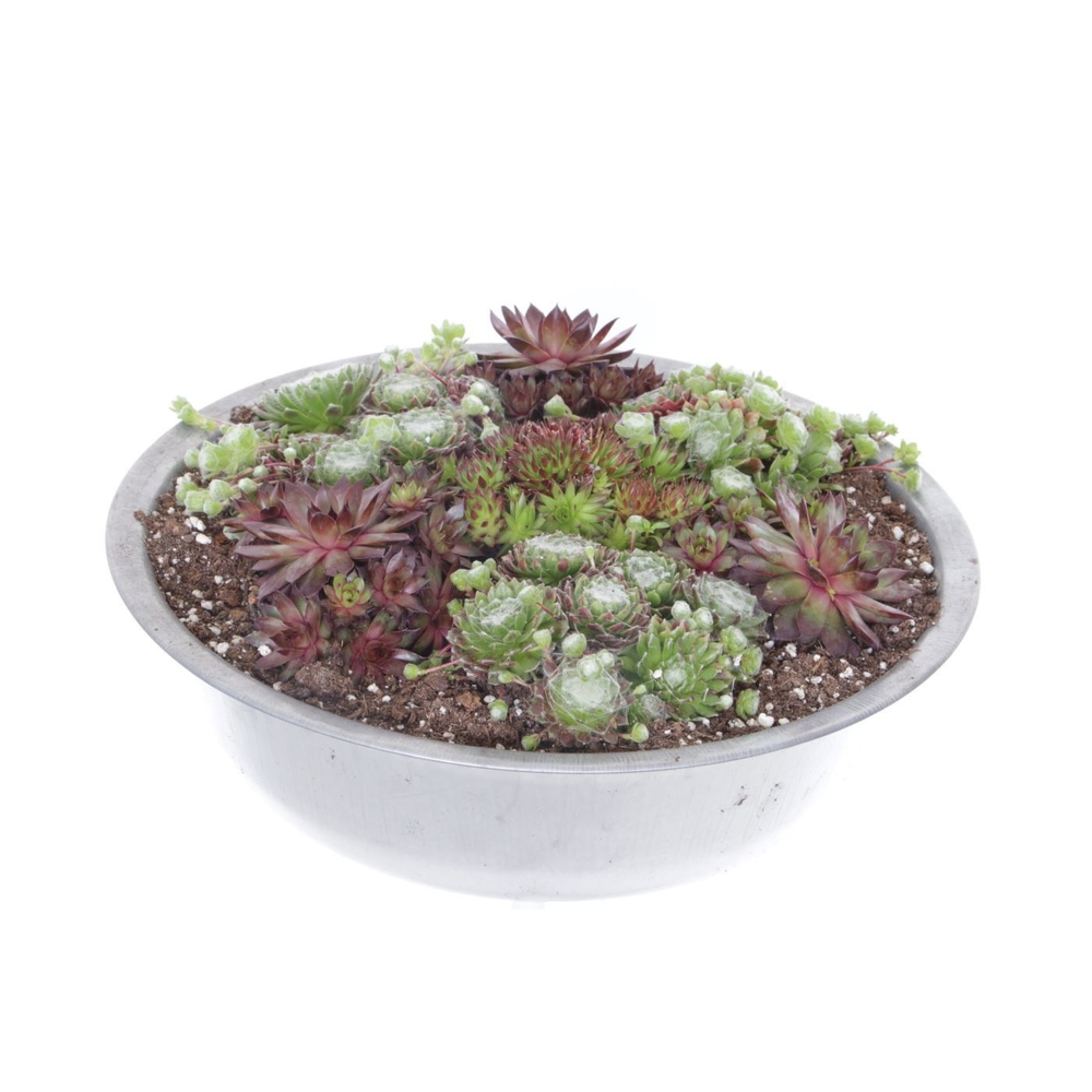 Sempervivum gemengd.