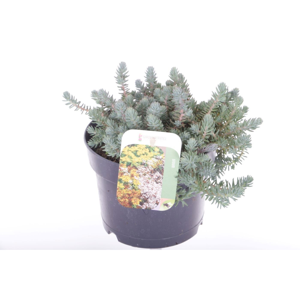 Sedum reflexum.