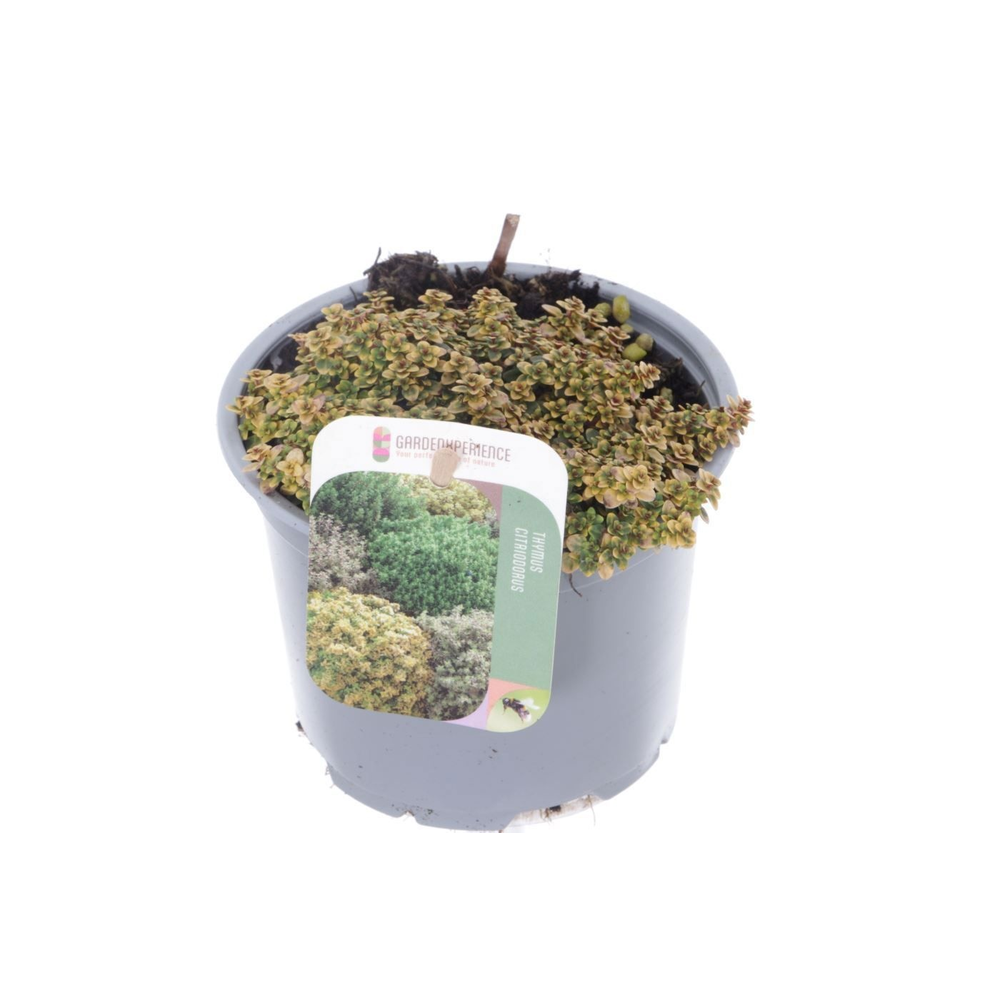 Thymus citr. Doone Valley.