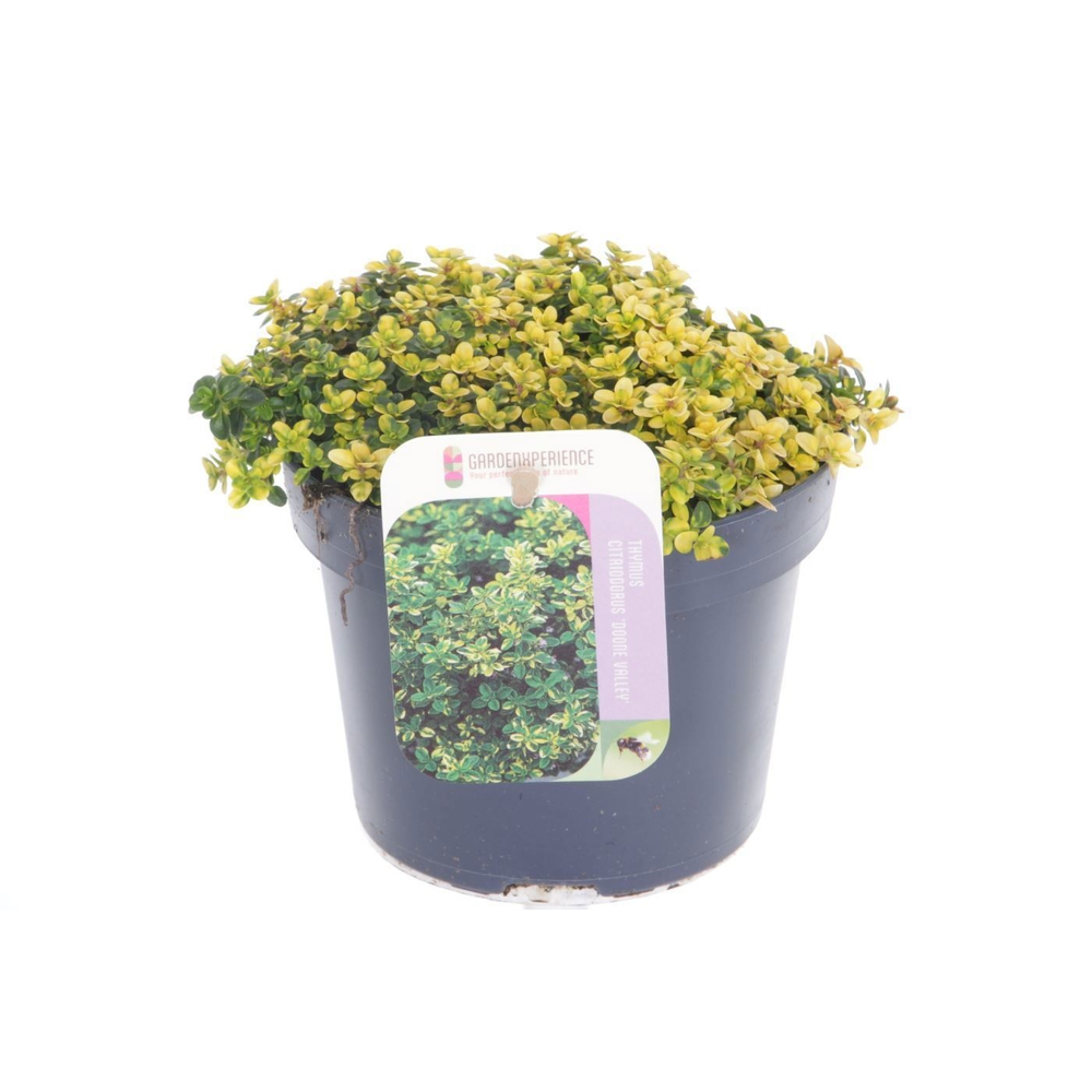 Thymus citr. Doone Valley.