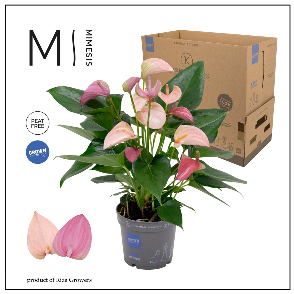 Anthurium - KARMA Joli DUO | 12cm | PLASTIC FREE.