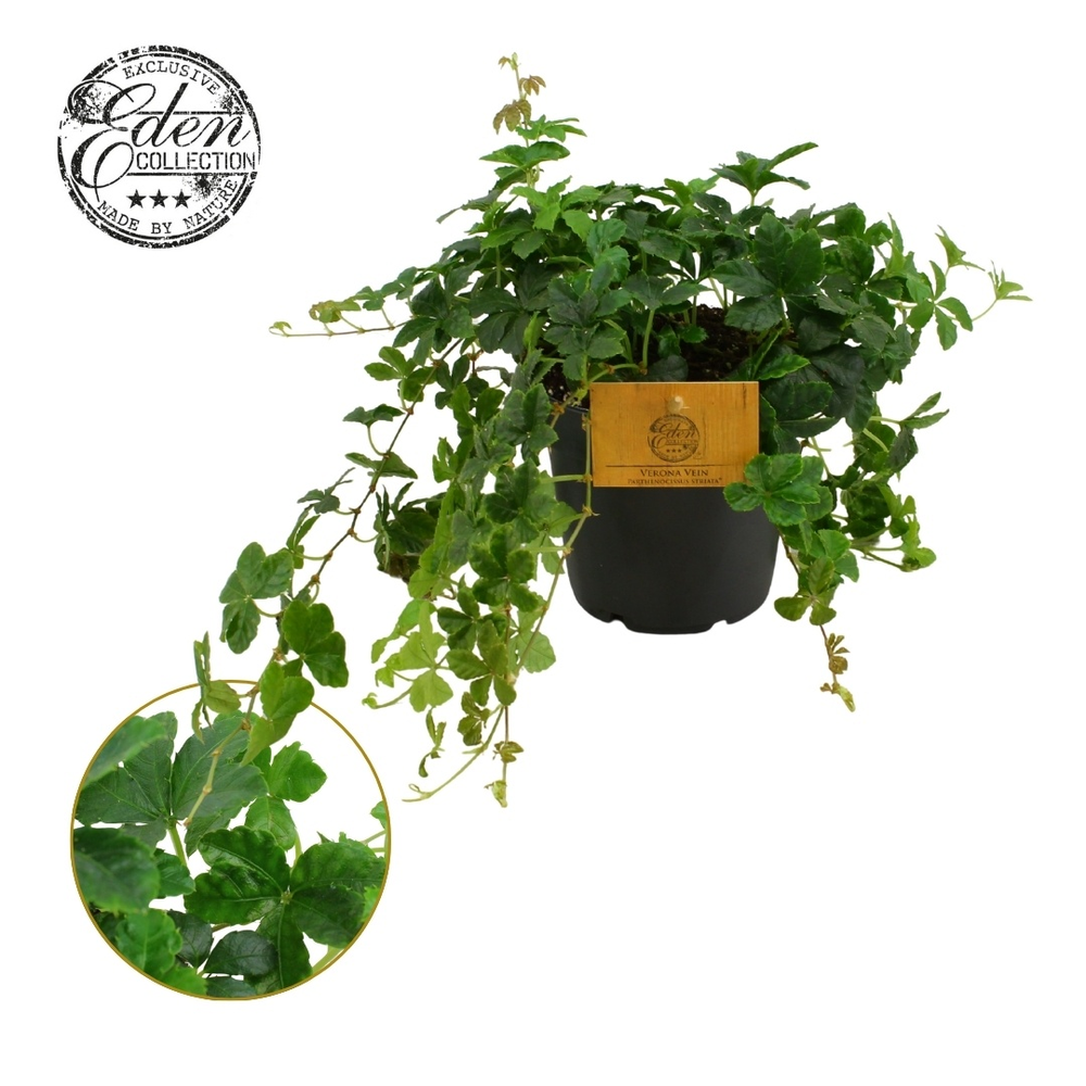 Parthenocissus Striata 12cm.