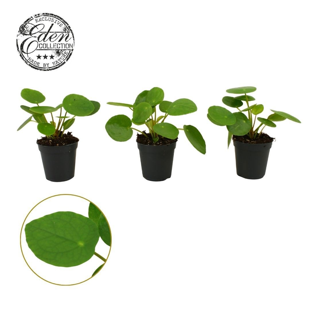 Pilea Peperomioides 5,5cm.