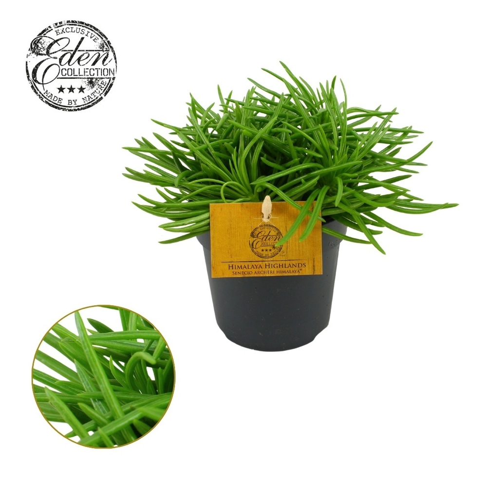 Senecio Himalaya 10,5cm.