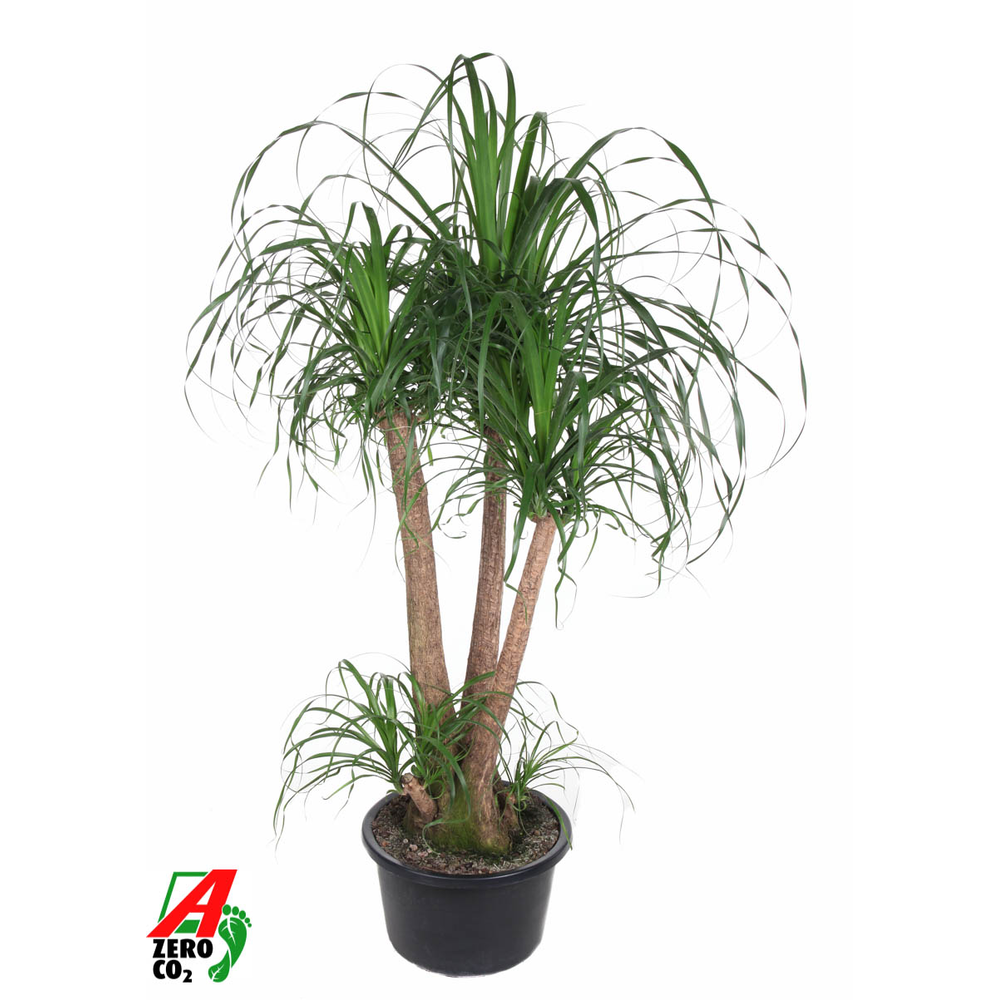 Beaucarnea vertakt P38 - 3ft.