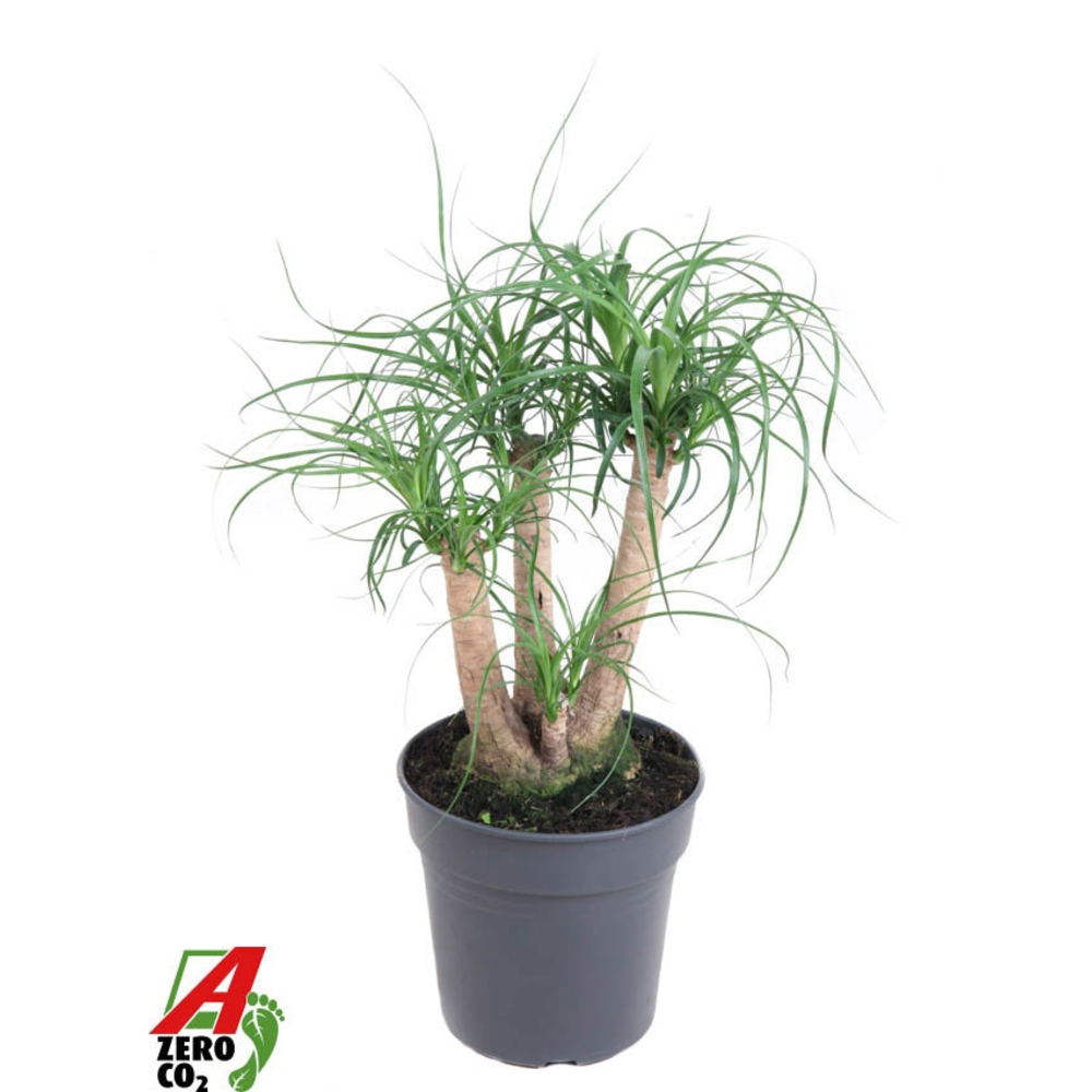 Beaucarnea vertakt P21 - 1ft.