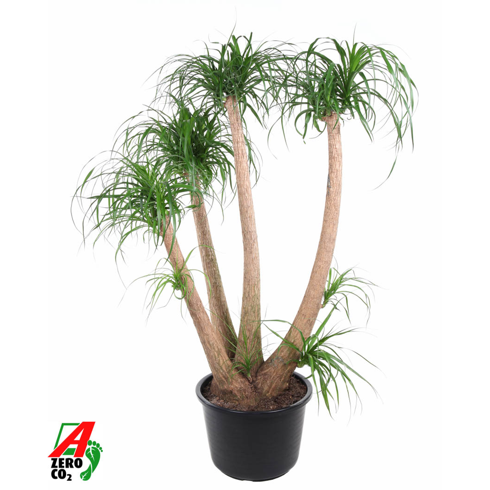 Beaucarnea vertakt P44 - 4ft.