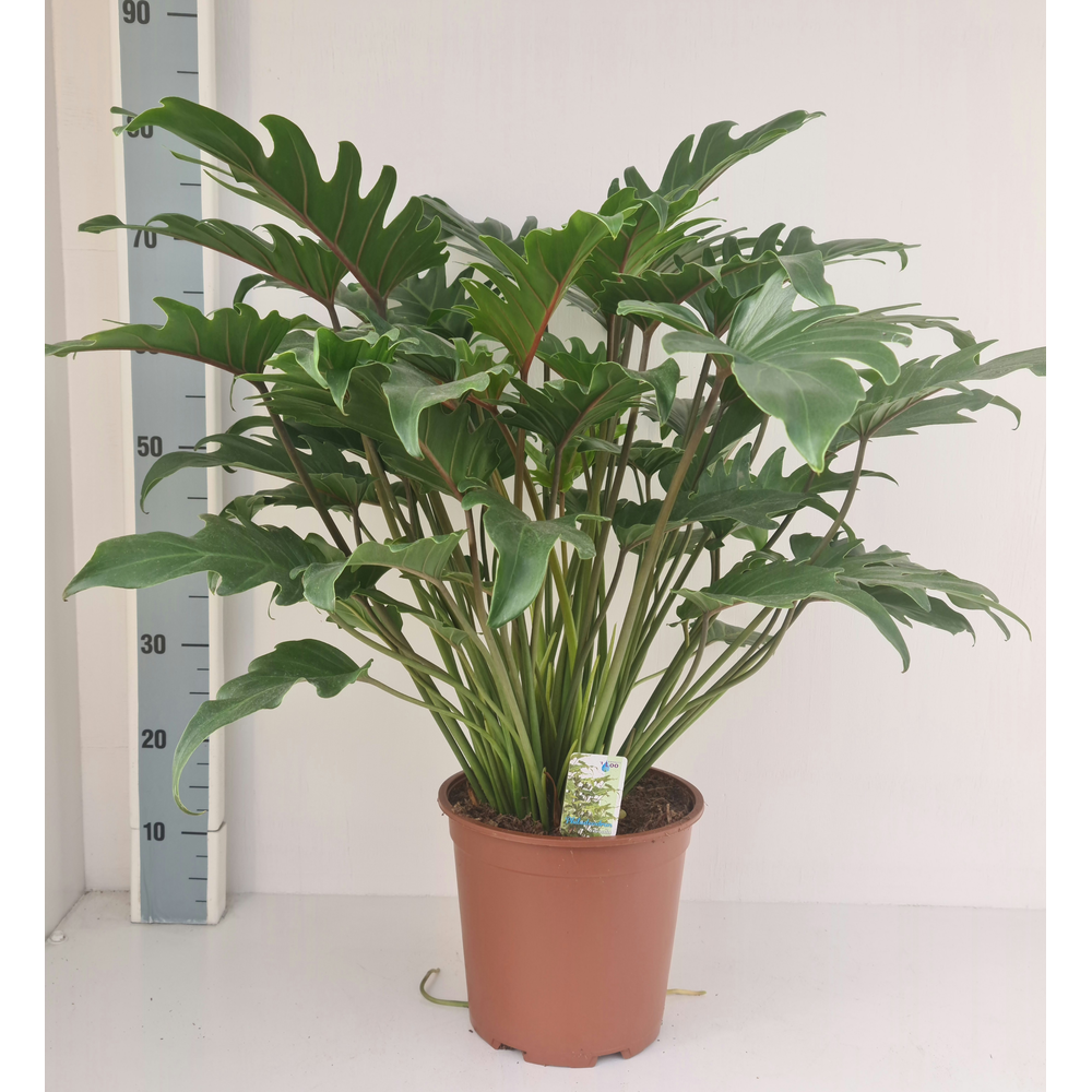 Philodendron Xanadu.