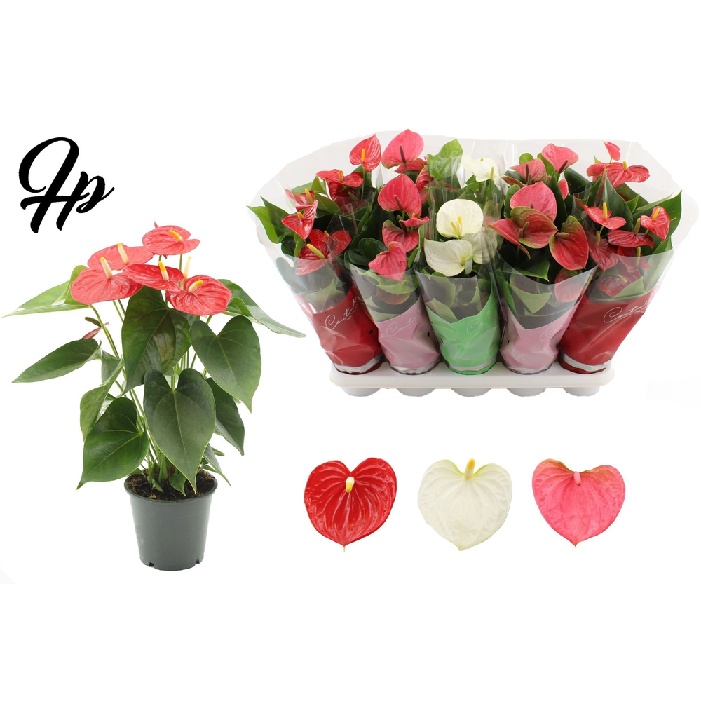 Anthurium 12 cm - 3 color mix in Couture sleeve.