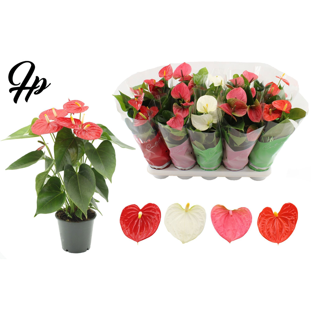 Anthurium 4 color mix in Couture sleeve.