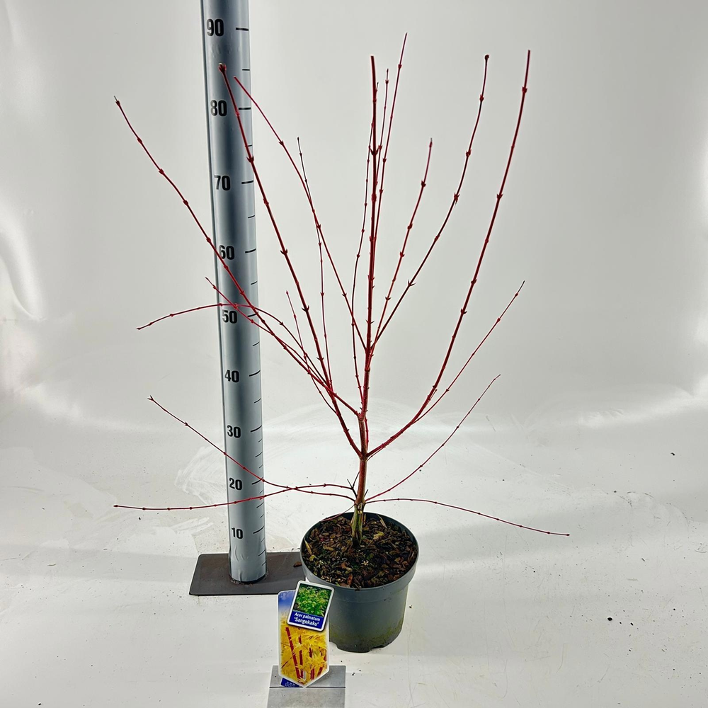 Acer pal. 'Sangokaku'.