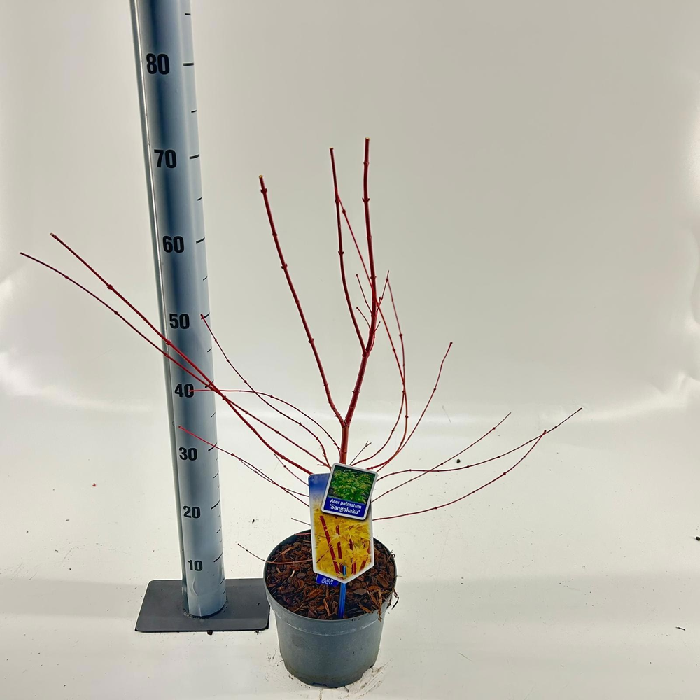 Acer pal. 'Sangokaku'.