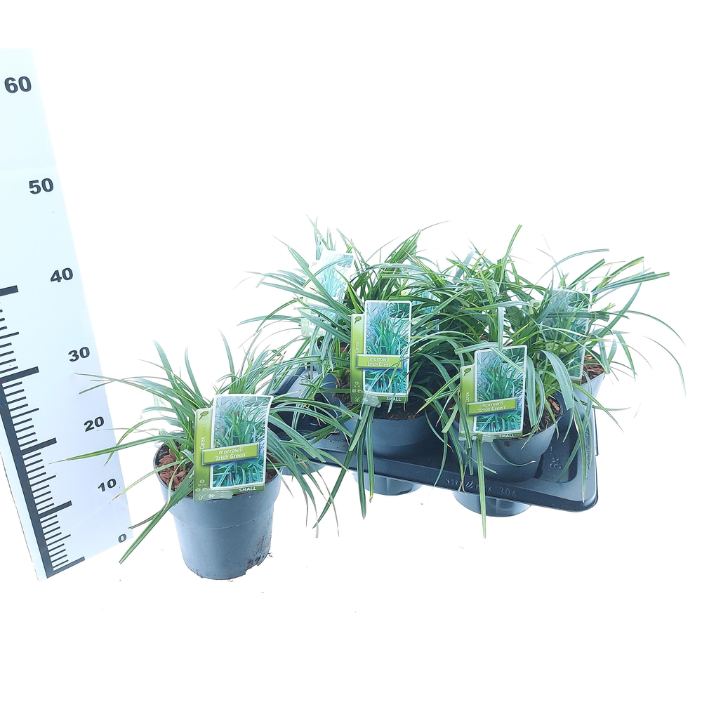 Carex morrowii 'Irish Green'.