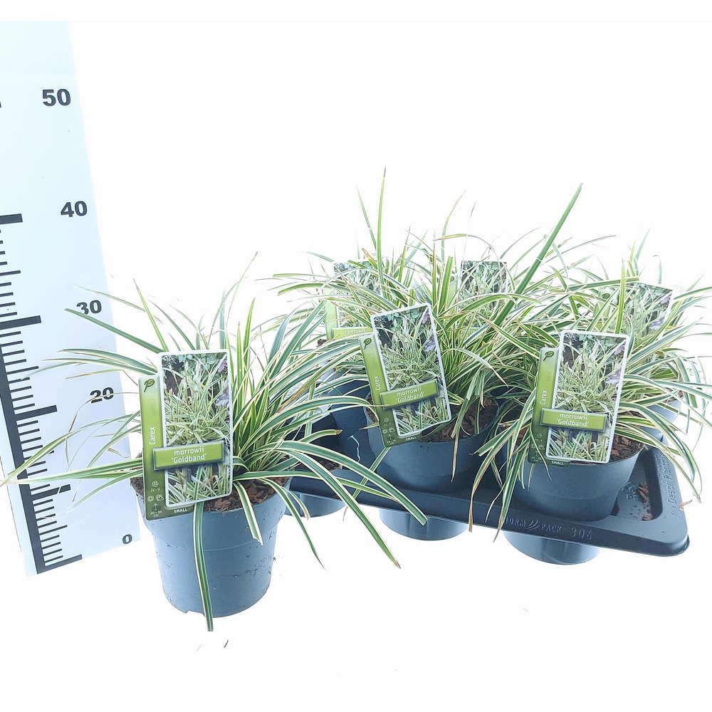 Carex morrowii 'Goldband'.