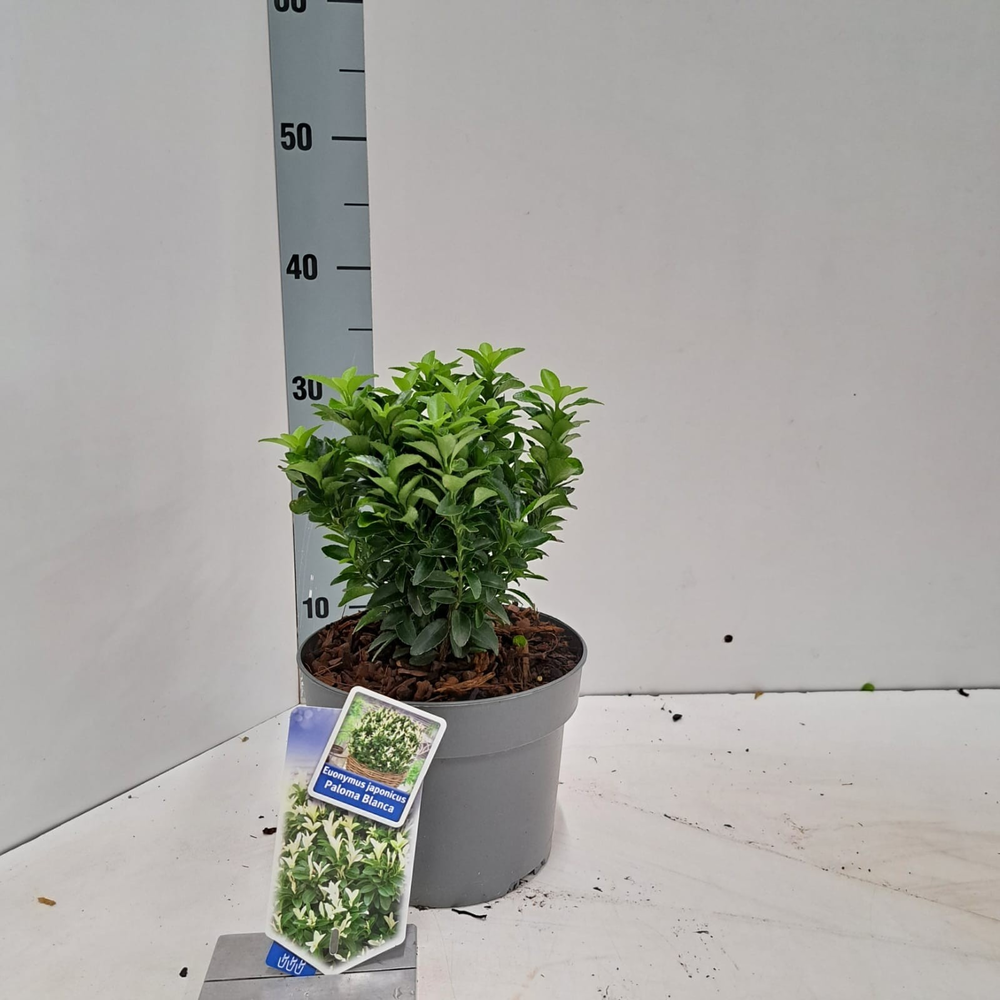 Euonymus jap. Paloma Blanca ('Lankveld03'PBR).