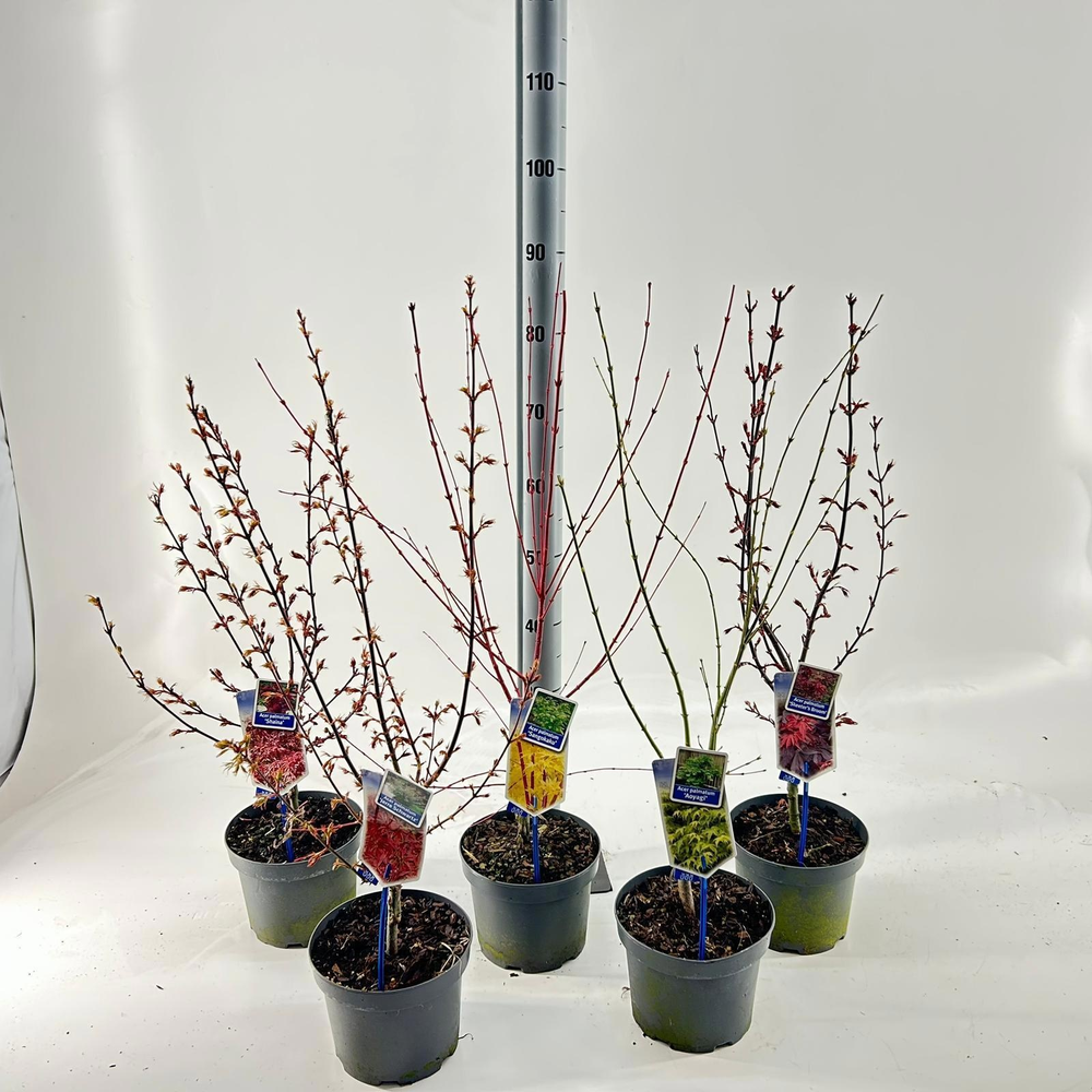 Acer palmatum mix P19 (minimum order one layer).